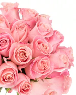 Rose Hermosa Pink Flowers WA Perth