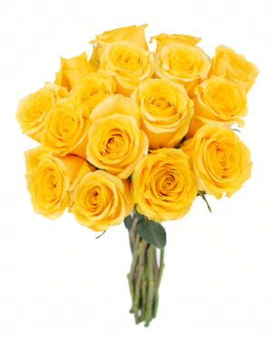 Rose High & Exotic Yellow Flowers WA Perth