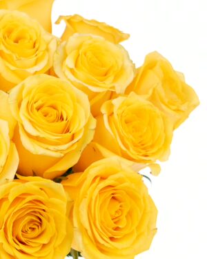 Rose High & Exotic Yellow Flowers WA Perth