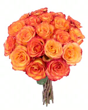 Rose High & Magic Orange Red Flowers WA Perth