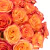Rose High & Magic Orange Red Flowers WA Perth
