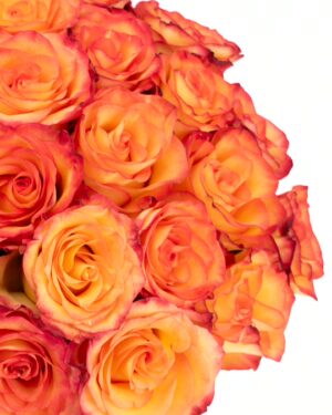 Rose High & Magic Orange Red Flowers WA Perth