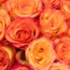 Rose High & Magic Orange Red Flowers WA Perth