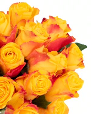 Rose Intense Yellow Red Flowers WA Perth