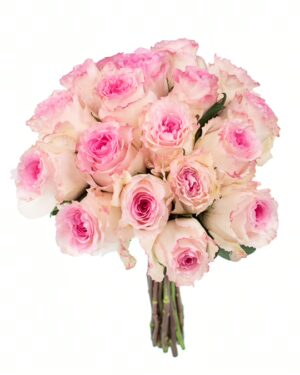 Rose Mandala White Pink Flowers WA Perth