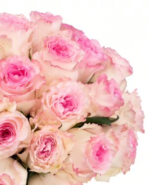 Rose Mandala White Pink Flowers WA Perth