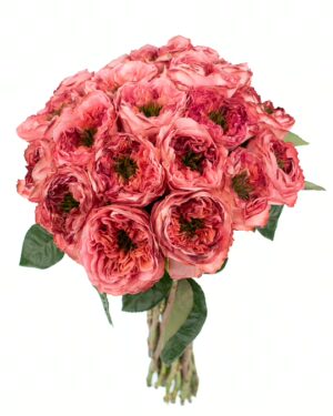 Rose Mandarin X-Pression Coral Flowers WA Perth