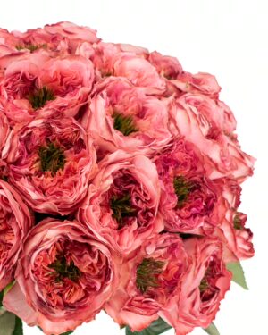 Rose Mandarin X-Pression Coral Flowers WA Perth