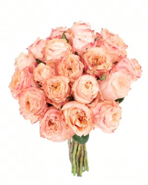 Rose Princess Crown Peach Flowers WA Perth