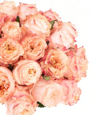 Rose Princess Crown Peach Flowers WA Perth