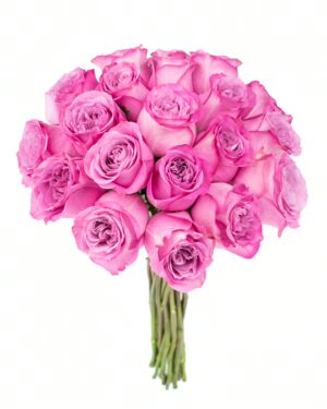 Rose Queen's Crown Pink Flowers WA Perth
