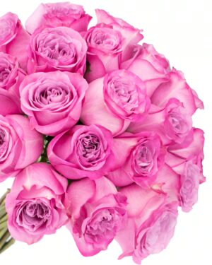 Rose Queen's Crown Pink Flowers WA Perth