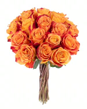 Rose Silantoi Orange Red Flowers WA Perth