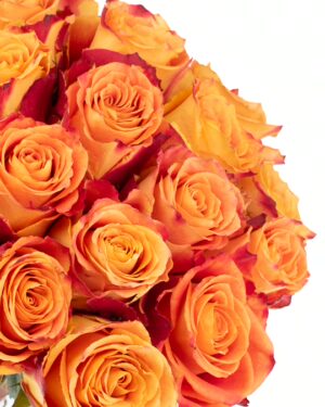 Rose Silantoi Orange Red Flowers WA Perth