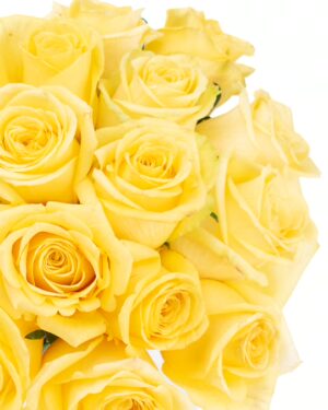 Rose Stardust Yellow Flowers WA Perth