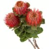 Banksia Coccinea Red Flowers WA Perth