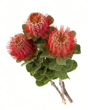 Banksia Coccinea Red Flowers WA Perth
