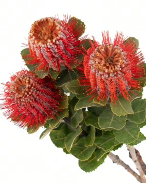 Banksia Coccinea Red Flowers WA Perth