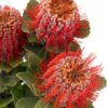 Banksia Coccinea Red Flowers WA Perth