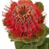 Banksia Coccinea Single Red Flowers WA Perth