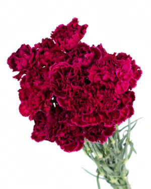 carnation burgundy flowers wa perth 2