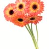 Gerbera Large Orange Yellow Flowers WA Perth