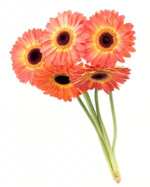 Gerbera Large Orange Yellow Flowers WA Perth