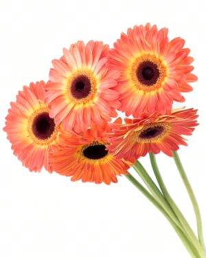 Gerbera Large Orange Yellow Flowers WA Perth
