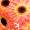 Gerbera Large Orange Yellow Flowers WA Perth