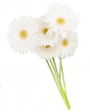 Gerbera Large White Flowers WA Perth
