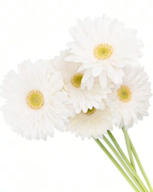 Gerbera Large White Flowers WA Perth