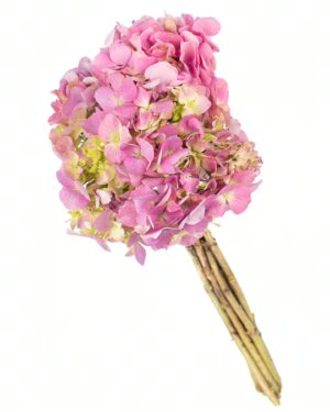 Hydrangea Pink Flowers WA Perth