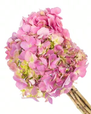 Hydrangea Pink Flowers WA Perth