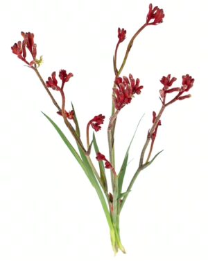 Kangaroo Paw Bush Inferno Flowers WA Perth