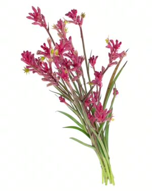 Kangaroo Paw Bush Pearl Flowers WA Perth