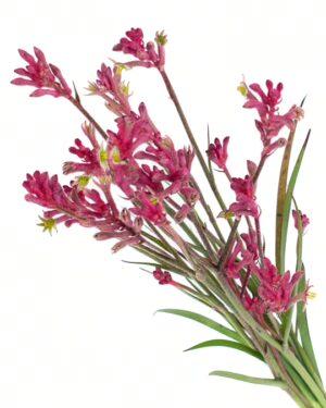 Kangaroo Paw Bush Pearl Flowers WA Perth