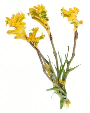 Kangaroo Paw Little Gem Flowers WA Perth