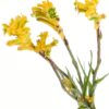 Kangaroo Paw Little Gem Flowers WA Perth