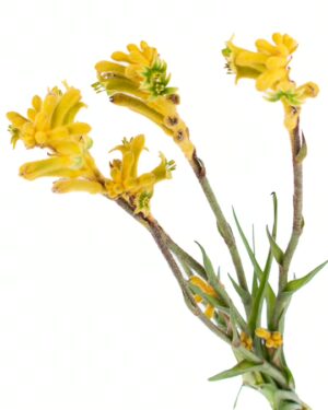 Kangaroo Paw Little Gem Flowers WA Perth