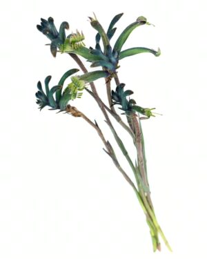 Kangaroo Paw Masquerade Flowers WA Perth