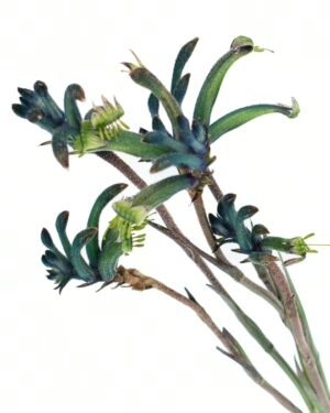 Kangaroo Paw Masquerade Flowers WA Perth