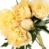 Peony Duchesse de Lorraine Yellow Light Flowers WA Perth