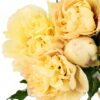 Peony Duchesse de Lorraine Yellow Light Flowers WA Perth