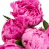 Peony Sarah Sport Pink Bright Flowers WA Perth