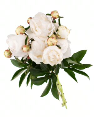 Peony White Sarah Bernhardt White Flowers WA Perth