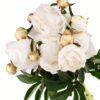 Peony White Sarah Bernhardt White Flowers WA Perth