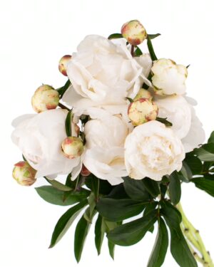 Peony White Sarah Bernhardt White Flowers WA Perth