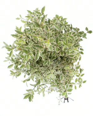 Pittosporum x4