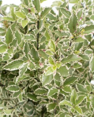 pittosporum variegated green flowers wa perth 2