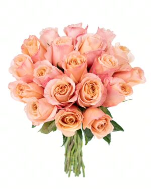 Rose Fascination Peach Flowers WA Perth